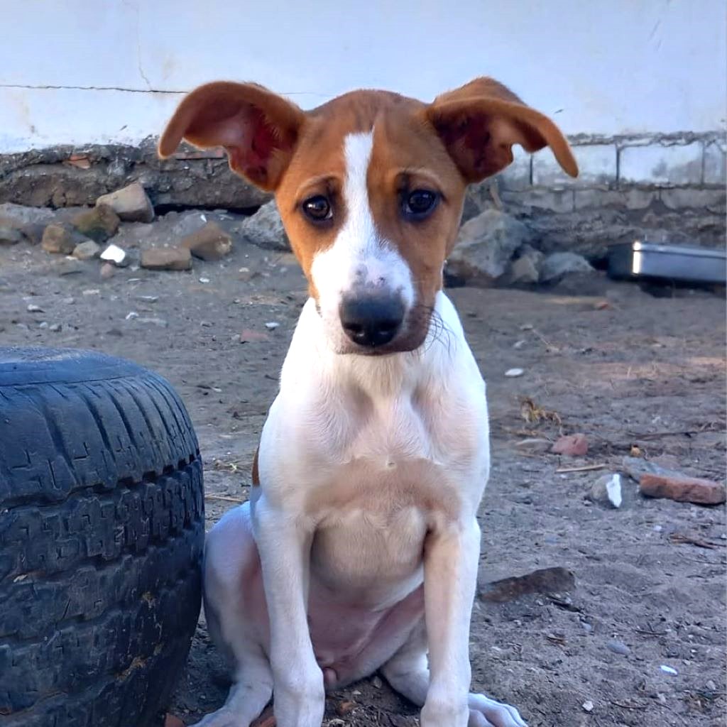 Bodeguero Mischling Bambina,06/2025, Endgröße ca. 35-40 cm