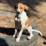 Bodeguero Mischling Bambina,06/2025, Endgröße ca. 35-40 cm