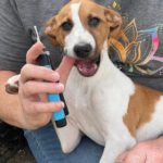 Bodeguero Mischling Bambina,06/2025, Endgröße ca. 35-40 cm