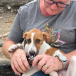 Bodeguero Mischling Bambina,06/2025, Endgröße ca. 35-40 cm