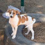 Bodeguero Mischling Bambina,06/2025, Endgröße ca. 35-40 cm