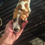 Bodeguero Mischling Bambina,06/2025, Endgröße ca. 35-40 cm