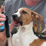 Bodeguero Mischling Bambina,06/2025, Endgröße ca. 35-40 cm