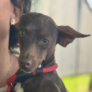 Pinscher Mischling Batman, 10/2022, ca. 40 cm