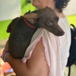 Pinscher Mischling Batman, 10/2022, ca. 40 cm