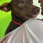 Pinscher Mischling Batman, 10/2022, ca. 40 cm