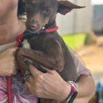 Pinscher Mischling Batman, 10/2022, ca. 40 cm