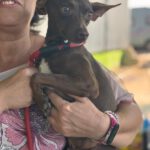 Pinscher Mischling Batman, 10/2022, ca. 40 cm