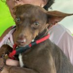 Pinscher Mischling Batman, 10/2022, ca. 40 cm