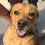 Labrador Bluey,12/2022, ca. 50 cm