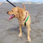 Labrador Bluey,12/2022, ca. 50 cm