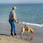 Labrador Bluey,12/2022, ca. 50 cm