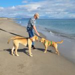 Labrador Bluey,12/2022, ca. 50 cm