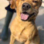 Labrador Bluey,12/2022, ca. 50 cm