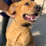 Labrador Bluey,12/2022, ca. 50 cm