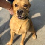 Labrador Bluey,12/2022, ca. 50 cm