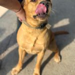 Labrador Bluey,12/2022, ca. 50 cm