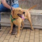 Labrador Bluey,12/2022, ca. 50 cm