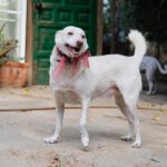 Podenco Mischling Boo, 09/2019, ca. 55 cm