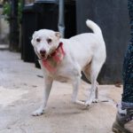 Podenco Mischling Boo, 09/2019, ca. 55 cm