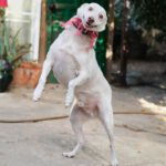 Podenco Mischling Boo, 09/2019, ca. 55 cm