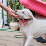 Podenco Mischling Boo, 09/2019, ca. 55 cm