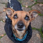 Mischling Bruno, 06/2023, 25 cm, 45481 Mülheim an der Ruhr