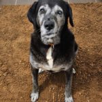 Labrador Bruno, 06/2015, ca. 57 cm, 53902 Bad Münstereifel