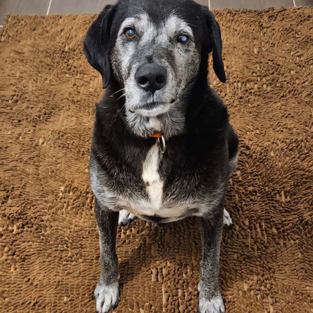 Labrador Bruno, 06/2015, ca. 57 cm, 53902 Bad Münstereifel