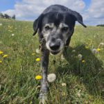 Labrador Bruno, 06/2015, ca. 57 cm, 53902 Bad Münstereifel