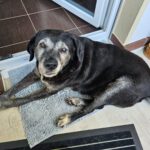Labrador Bruno, 06/2015, ca. 57 cm, 53902 Bad Münstereifel