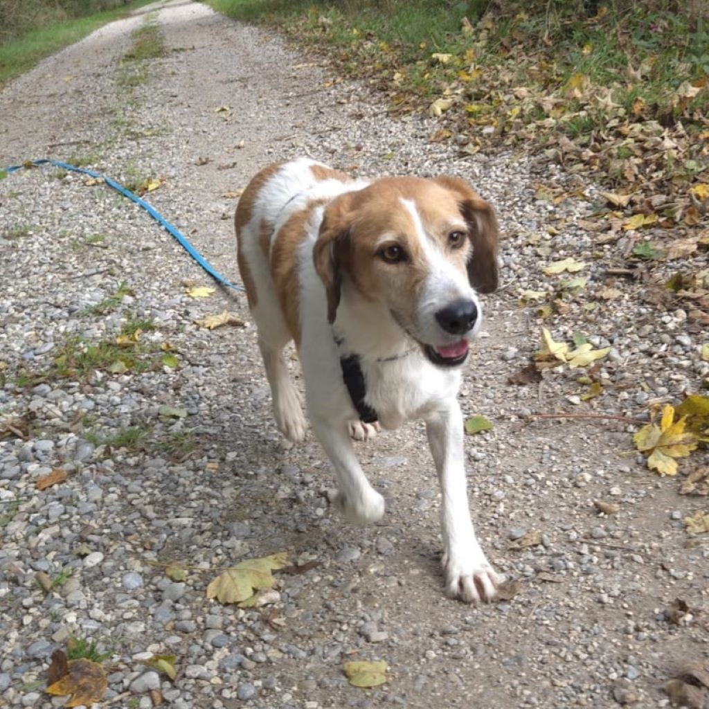 Mischling Burrito, 01/2021, ca. 50 cm, 89343 Jettingen Scheppach