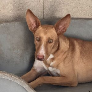 Podenco Caiman, 01/2024, ca. 45 cm
