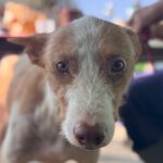 Podenco Camaron, 11/2023, ca. 55 cm