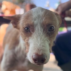 Podenco Cameron, 11/2023, ca. 55cm