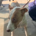 Podenco Cameron, 11/2023, ca. 55cm