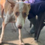 Podenco Cameron, 11/2023, ca. 55cm