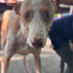 Podenco Cameron, 11/2023, ca. 55cm