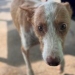 Podenco Cameron, 11/2023, ca. 55cm