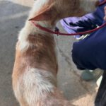 Podenco Cameron, 11/2023, ca. 55cm