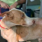 Podenco Cameron, 11/2023, ca. 55cm