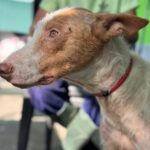 Podenco Cameron, 11/2023, ca. 55cm