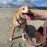 Podenco Cameron, 03/2019, ca. 45 cm