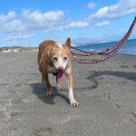 Podenco Cameron, 03/2019, ca. 45 cm