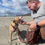 Podenco Cameron, 03/2019, ca. 45 cm