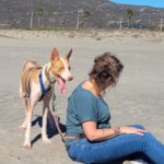 Podenco Cameron, 11/2023, ca. 55cm