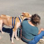 Podenco Cameron, 11/2023, ca. 55cm