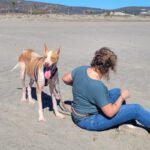 Podenco Cameron, 11/2023, ca. 55cm