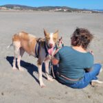 Podenco Cameron, 11/2023, ca. 55cm