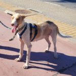 Podenco Cameron, 11/2023, ca. 55cm